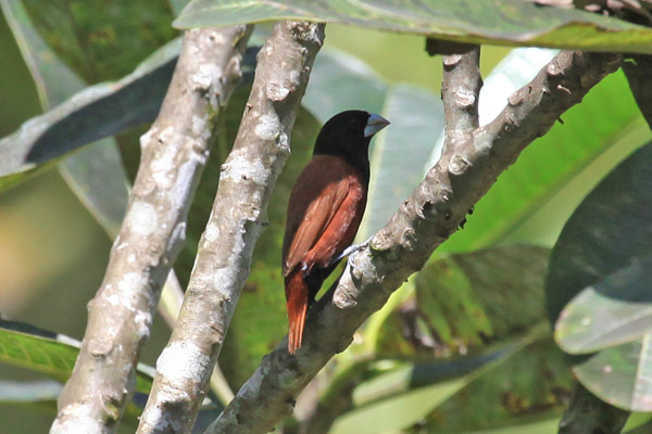 Chestnut Munia